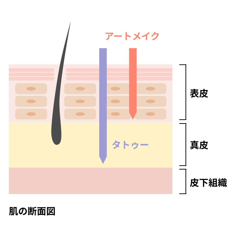肌の断面図