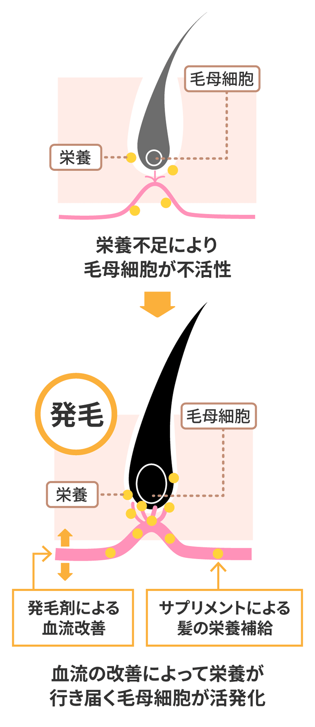発毛剤による血流の改善・サプリメントによる髪の栄養補給で毛母細胞が活発化する図