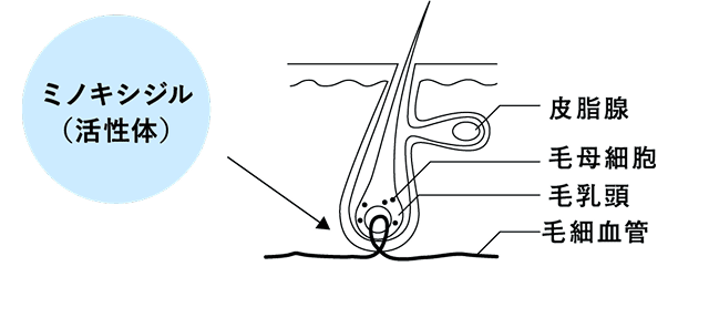 ミノキシジル（活性体）の図
