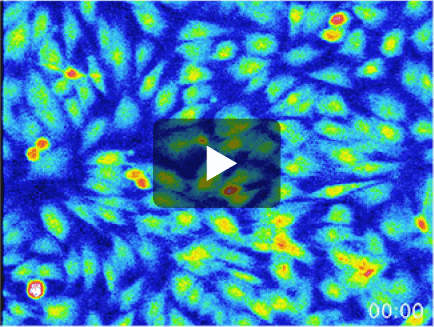 K+チャネル開口の反応（ミノキ＋非接触振動圧） 動画サムネイル